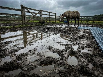Flies, Parasites, and Standing Water: The Summer Mud Problem Nobody Talks About