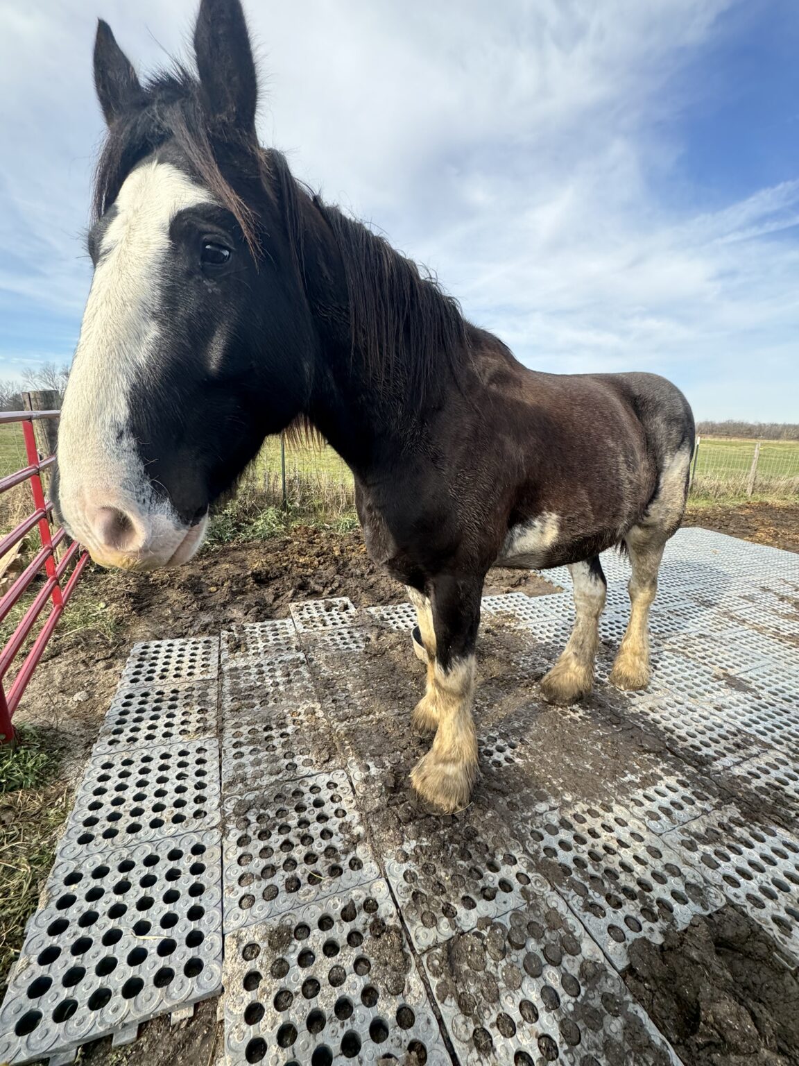 Mud Management, Paddock Slabs vs Mud Grids, What’s the difference?